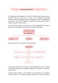 Estrategias metabólicas: glucosa, ácidos grasos y ciclo de Krebs
