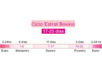 CICLO ESTRAL POR ESPECIES