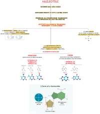 Caratteristiche dei nucleotidi
