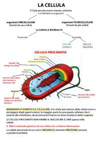 La cellula procariote