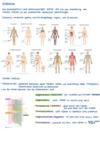 Anatomie sportanatomie