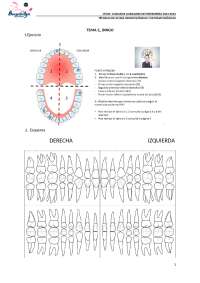 bingo nomenclatura dientes