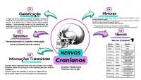 Nervos Cranianos: Função e Classificação