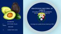 Fenología de la palta (Persea americana Mill.)