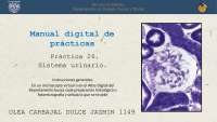 PRACTICA-26.-SISTEMA-URINARIO