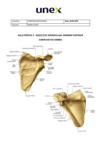 Aulas Práticas de Anatomocinesiologia: Músculos do Complexo do Ombro