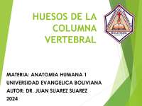 Anatomía de la columna vertebral
