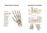 Anatomía del antebrazo y miosis del miembro superior