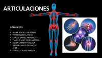 Anatomía de las articulaciones del cuerpo humano