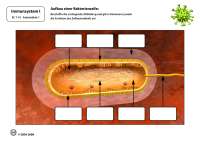 Immunsystem I: Arbeitsblätter für die Klassen 7-10