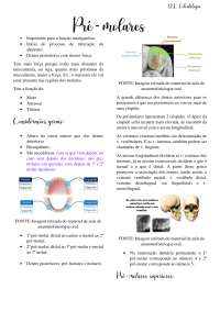 Anatomia e Função dos Dentes Posteriores: Pré-Molares e Molares