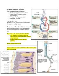 Respiratory Physiology: Understanding Gas Exchange and Lung Function