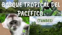 Bosque Tropical del Pacífico en Tumbes: Desafíos y Oportunidades de Conservación
