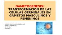 Gametogénesis: Transformación de las células germinales en gametos masculinos y femeninos