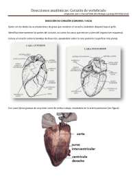 Disección de Corazón de Vertebrado: Guía Práctica para Estudiantes - Prof. Sandoval Aquino