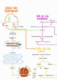 Mapa Metabólico Bioquímica