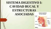 Fundamentos del sistema digestivo