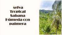 La Selva Tropical Sabana Húmeda: Un Ecosistema Único y Frágil