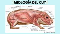Sistema músculo-esquelético del cuy
