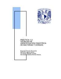 Técnicas de identificación bacteriana mediante pruebas bioquímicas - Prof. Rivera