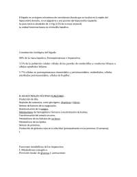 ANATOMIS DE LAS VIAS BILIARES DEL HIGADO