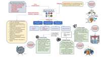 MAPA MENTAL SELECCION TURBINA HIDRAULICA