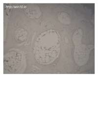 Histology Slides for identification