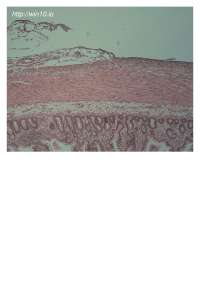 Histology Slides for identification