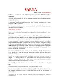 La Sarna o Escabiosis: Causas, Síntomas y Tratamiento