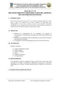 Peces locomocion de peces