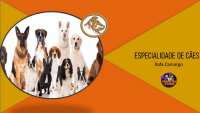 Especialidade de cães