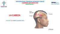 Anatomía del Cráneo: Estructura, Huesos y Regiones