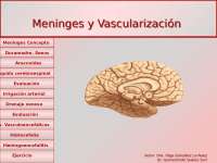 Meninges y Vascularización del Sistema Nervioso Central: Anatomía y Fisiología