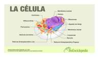 La Célula: Estructura y Funciones de los Orgánulos