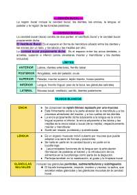 Anatomía de la Región Bucal: Una Guía Completa