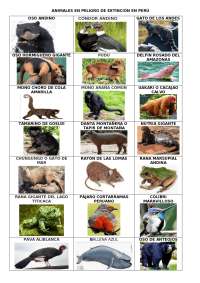 Animales en extinción