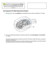 Histological Examination of the Male Reproductive System