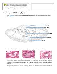 Urinary System Histology Lab Assignment