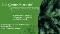 Gimnosperme: Pinaceae e Abies Nebrodensis