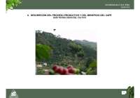 Cultivo del Café en Colombia: Prácticas de Conservación y Manejo Sostenible - Prof. Veroni