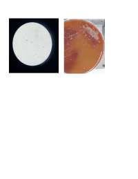 micribiologia practica