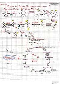 esquema del metabolismo celular
