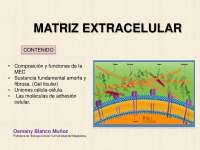 La Matriz Extracelular: Composición, Funciones y Componentes - Prof. Velez