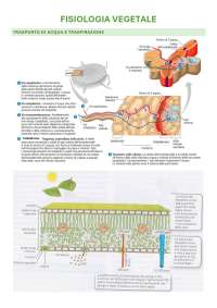 Cenni di fisiologia vegetale