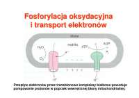 biochemia metabolizm