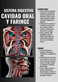 Sistemas estructura y función humana