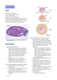O Ciclo Folicular: Uma Abordagem Detalhada da Fisiologia Ovariana
