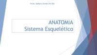 Sistema esquelético - Anatomia