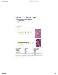 Practical 13 - Endocrine System-Medicine.