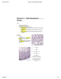 Practical 11 Male Reproductive System-Medicine